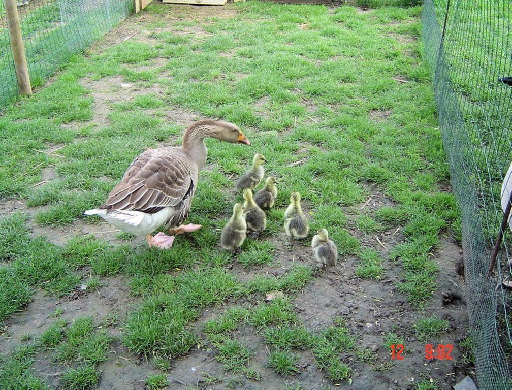 Aux Plumes De Grigy Bed & Breakfast Metz Bagian luar foto